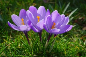crocus-324142_640_
