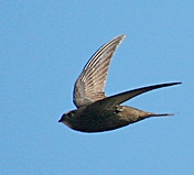 gierzwaluw