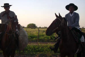 El mate y los terneros