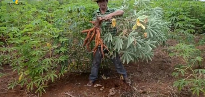 Comunidad Ava Guarani “Yary Miri”