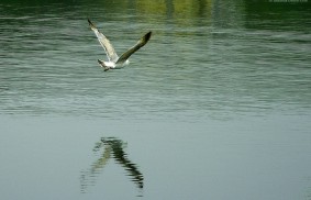 Le radici e le ali