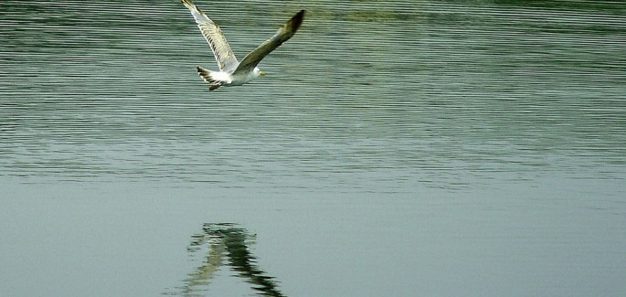 The roots and the wings