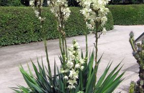 Le yucca