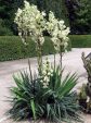 Le yucca