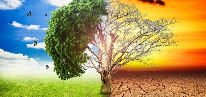 Anno Laudato Si: Rivolgere l’attenzione al Creato