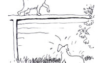 The cat and the dog