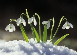 snowdrops