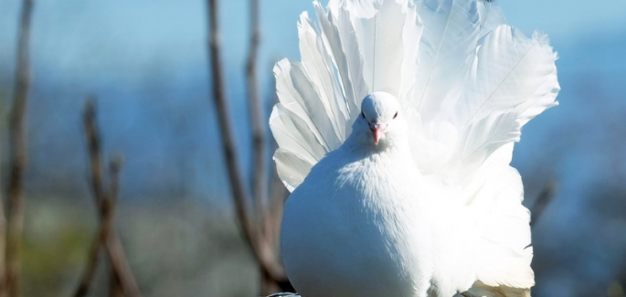 いのちの言葉  2019年6月
