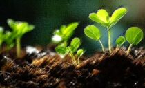いのちの言葉2025年4月