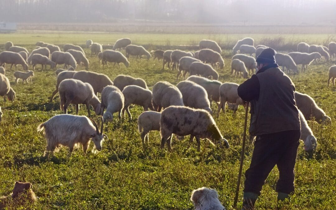 The Lord is my shepherd, I lack nothing. (Ps 23[22] [22]:1).
