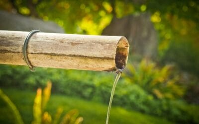 Chiara Lubich: além da natureza