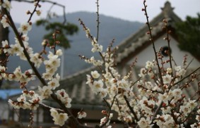 京畿道（Kyeonggido）：名為『天主之母瑪利亞』的瑪利亞之城中心