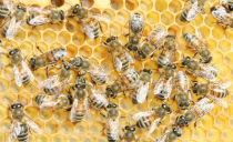 共融經濟──從蜜蜂身上學習